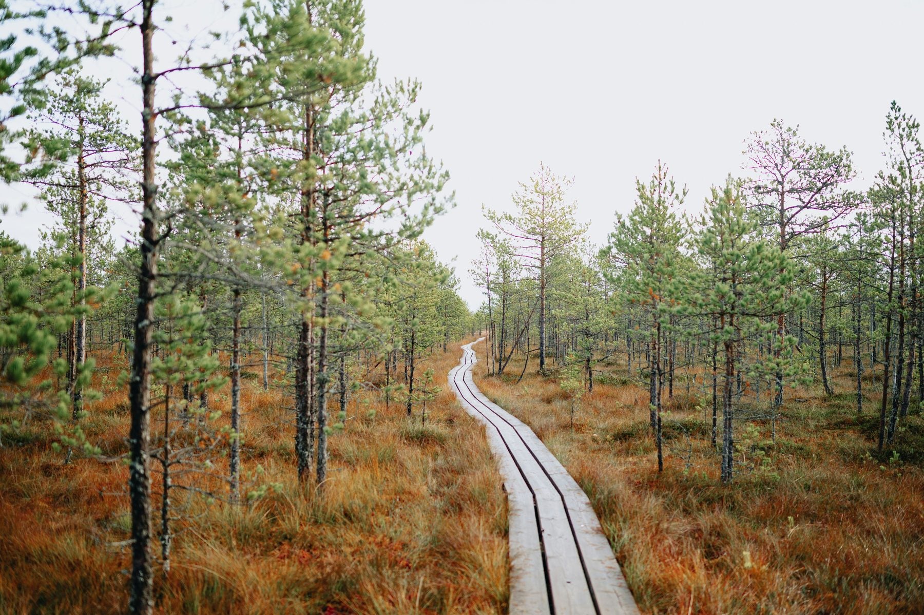 Duckboards on a bog
