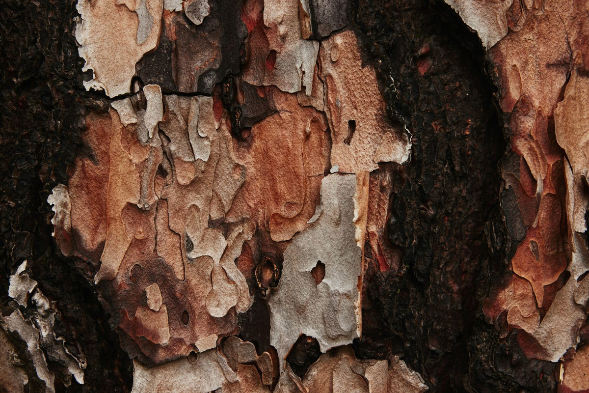 Reishi, Chaga & Lion's Mane – i vardagen