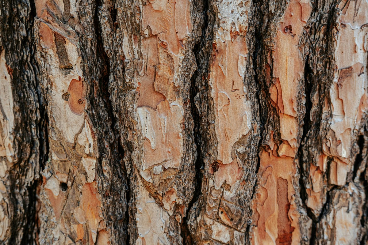 Reishi, Chaga & Lion's Mane – i vardagen
