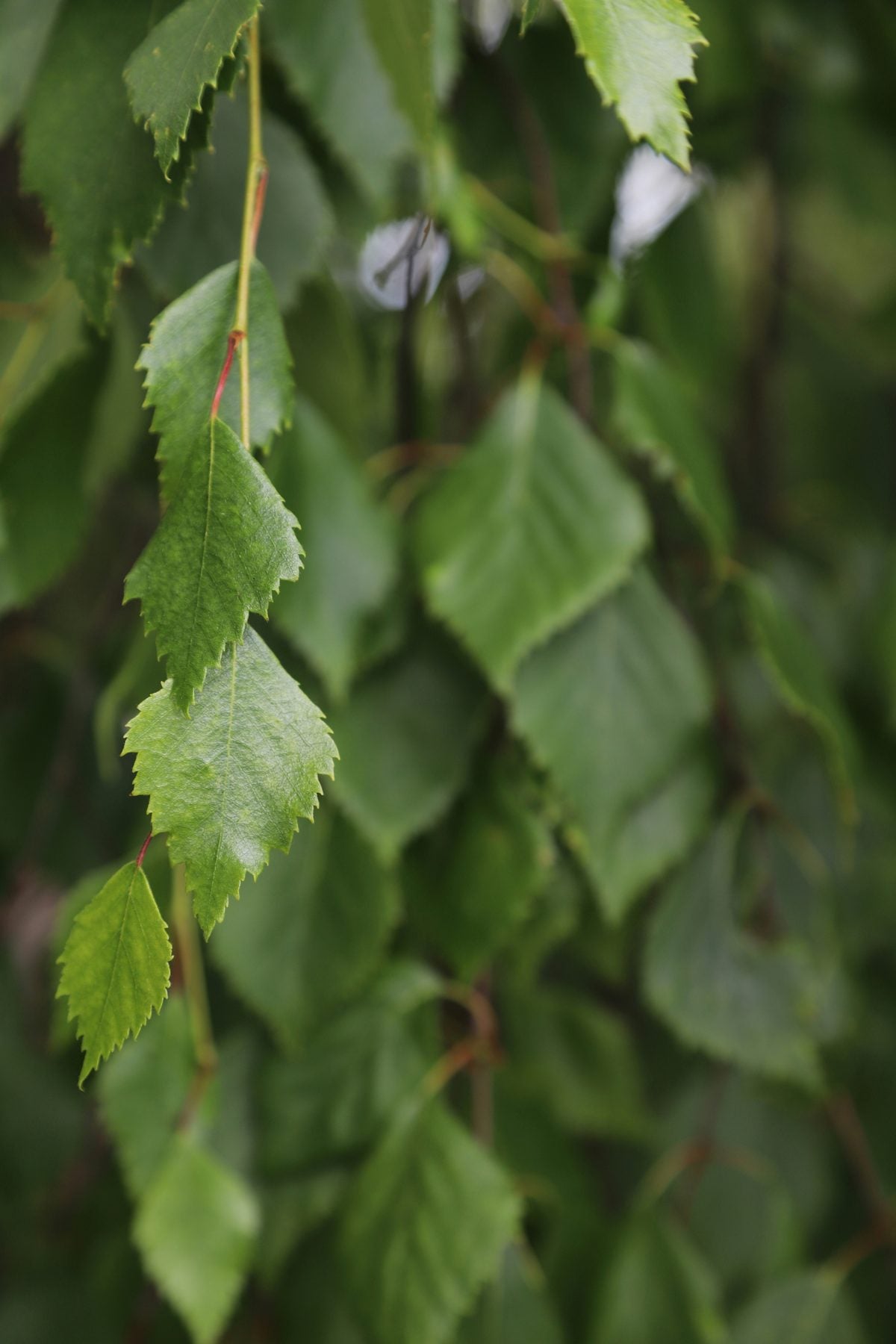 Birch leaves